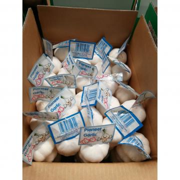 Best Garlic Suppliers in Jinxiang Category Normal White Pure White Garlic