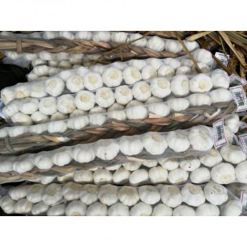 Best Garlic Suppliers in Jinxiang Category Normal White Pure White Garlic