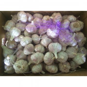 5.5cm Normal White Fresh Jinxiang Shandong Garlic in Box or Mesh Packing