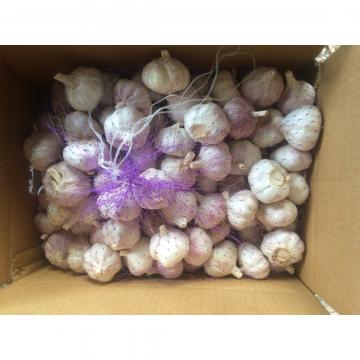 Garlic Exporter in Jinxiang Normal White Garlic Purple Garlic