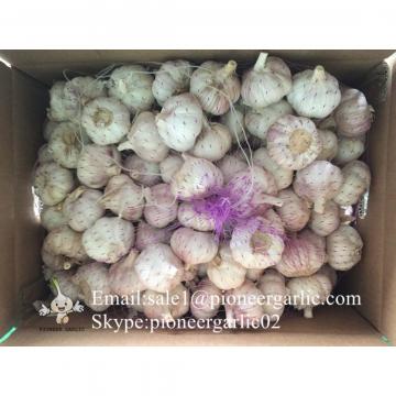 Chinese Fresh Red (Allium Sativum) Garlic Loose Packing