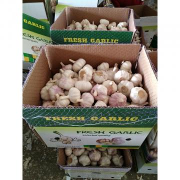 CHINA GARLIC ARE EXPORTED TO BRAASIL MARKET (GOODFARMER)