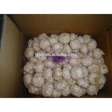 fresh normal and pure white garlic for 2017