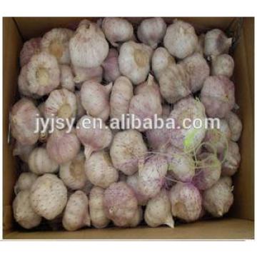 fresh pure white and normal white garlic for 2017