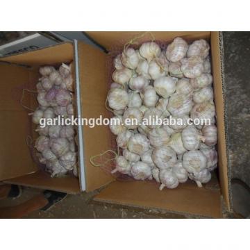 White garlic /White garlic from shandong/White garlic for sale