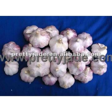 red color fresh garlic