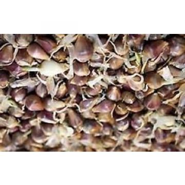 Georgian Crystal Garlic- 25 bulbils-&#034;seeds&#034; no GMO-organic