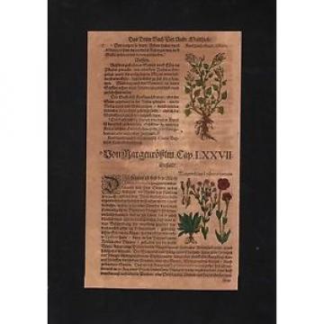 1580 - Knoblauch Garlic Lichtnelke herbs Herbal Kräuter Kräuterbuch Mattioli