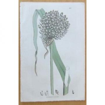 Sowerby: Allium Round Headed Garlic - 1806