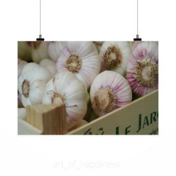 Stunning Poster Wall Art Decor Garlic Tuber Herb Medicinal Plant 36x24 Inches
