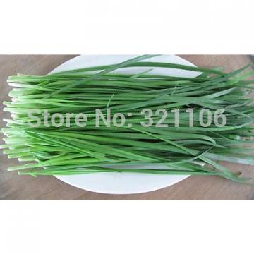 400 Chinese Chive Seeds Allium tuberosum Garlic chive Vegetable Seeds