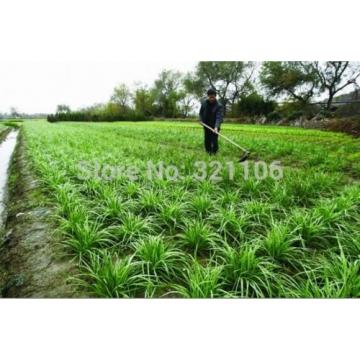 400 Chinese Chive Seeds Allium tuberosum Garlic chive Vegetable Seeds