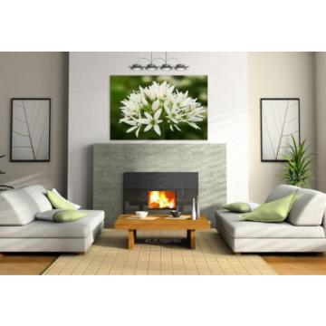 Stunning Poster Wall Art Decor Bear S Garlic Blossom Bloom White 36x24 Inches
