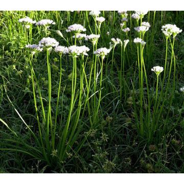 25 X Wild Garlic Field Garlic Bulbs (allium vineale) UK grown, hardy