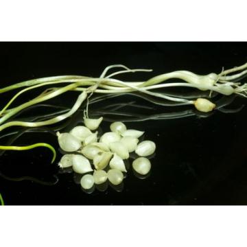 25 X Wild Garlic Field Garlic Bulbs (allium vineale) UK grown, hardy