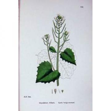 Old Antique Print Botany Plants C1902 Garlic Hedge Mustard Sisymbrium 640E144