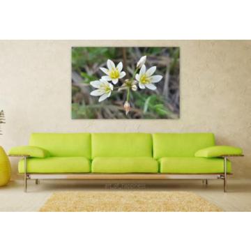 Stunning Poster Wall Art Decor False Garlic Crow Poison Flowers 36x24 Inches