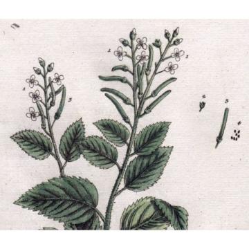 1759 Alliaria / Knoblauch-Kraut (Hedge Garlic), by Elizabeth Blackwell