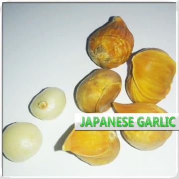 Ajo Japones 16 Oz / Japanese Garlic 1LB