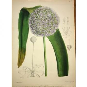 CURTIS BOTANICAL 1885 Vol 111 - Vol 41 3rd Series DOUBLE H/C - Garlic - 6828
