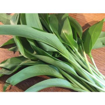 20+ Scottish Wild Garlic Bulbs In The Green Organic Allium Ursinum