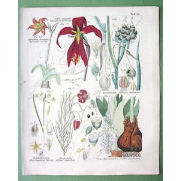 MEDICINAL PLANTS Lily Garlic Star of Bethlehem - 1837 H/C Color Botanical Print