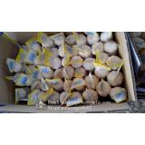 New Crop Fresh Chinese Pure White Garlic (5.0cm, 5.5cm, 6.0cm)Box Packing