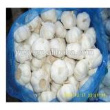 fresh garlic / pure white garlic/ pure white garlic from jinxiang shandong china