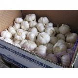 Garlic price/Fresh garlic/Wholesale garlic