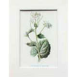 Garlic Mustard - Mounted Antique Botanical Flower Print Lithograph by Hulme